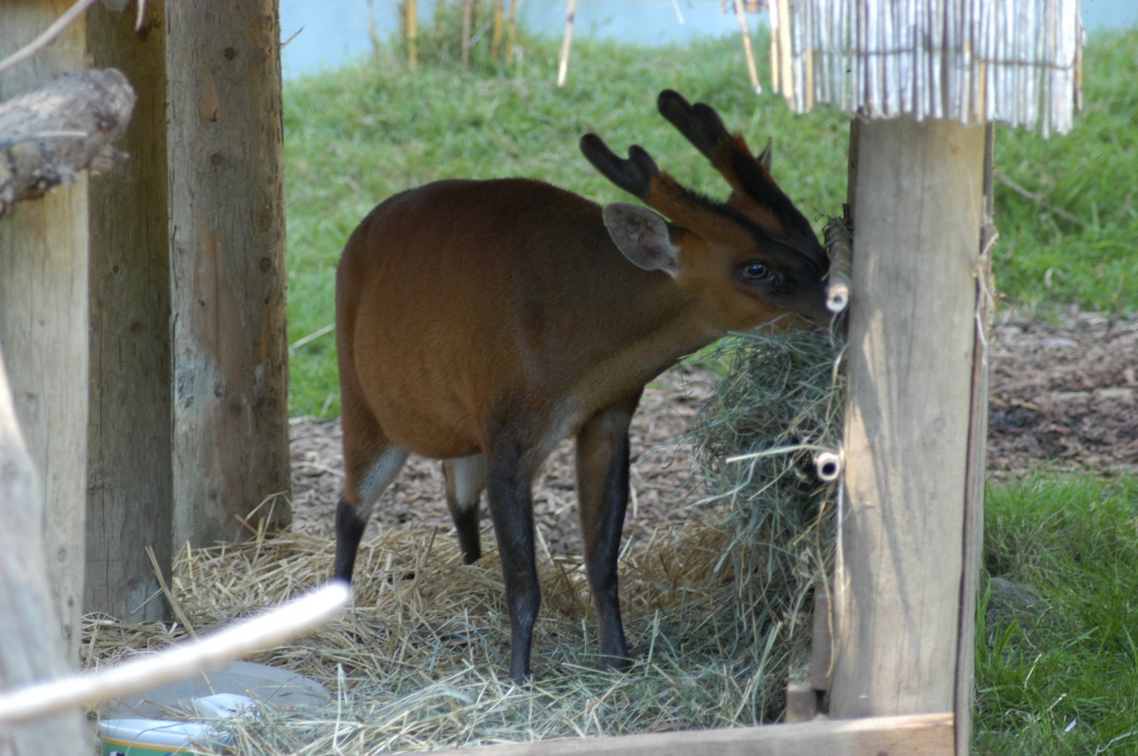 Indian Muntjac