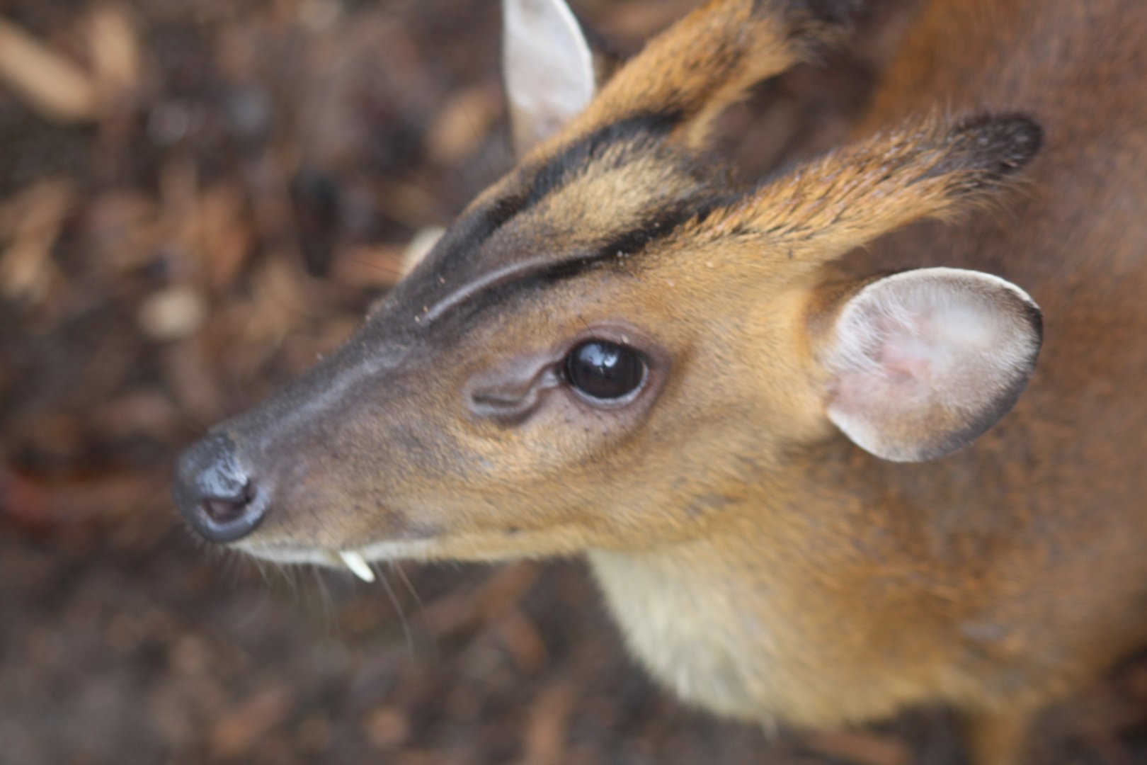 Indian muntjac