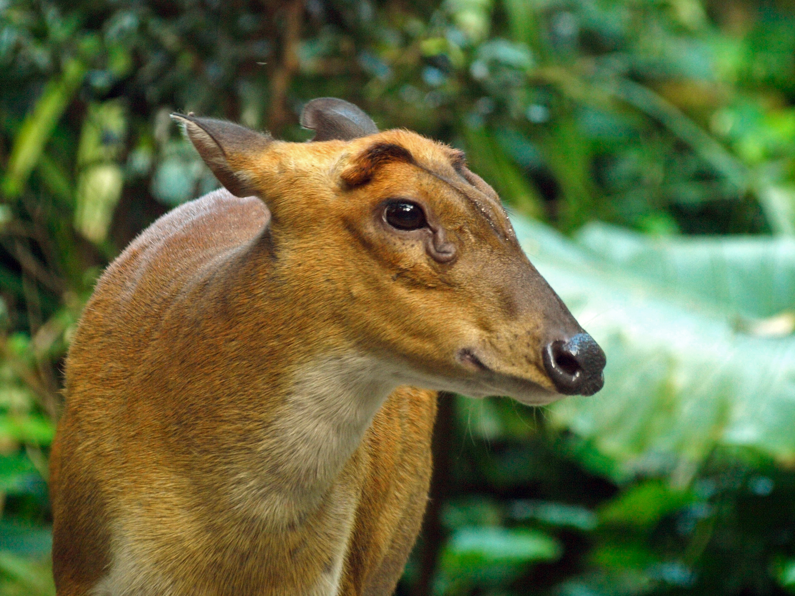 Indian Muntjac