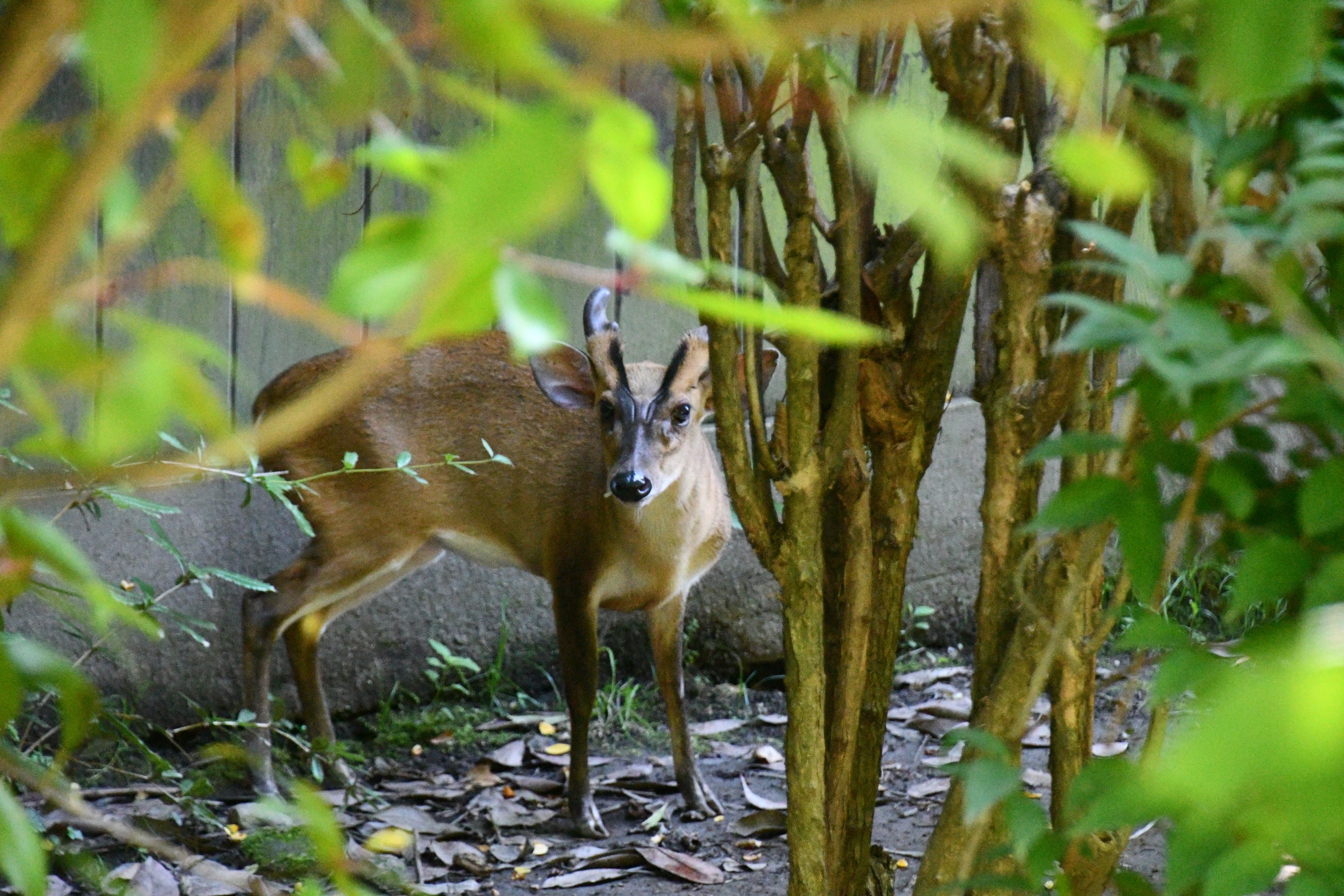 Indian Muntjac