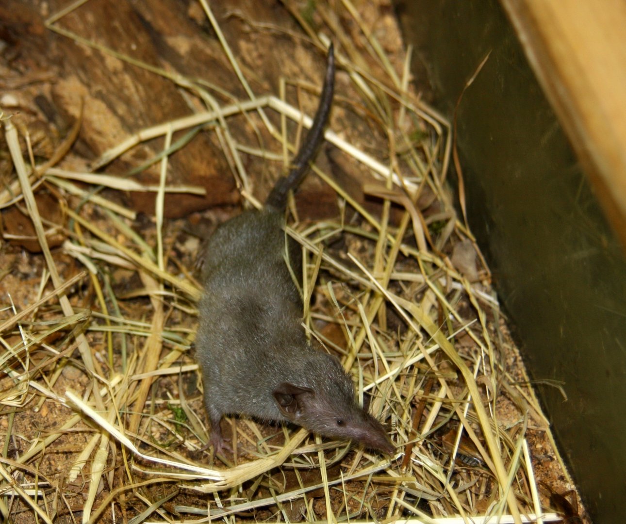 Indian musk or Asian house shrew (Suncus murinus) 2010