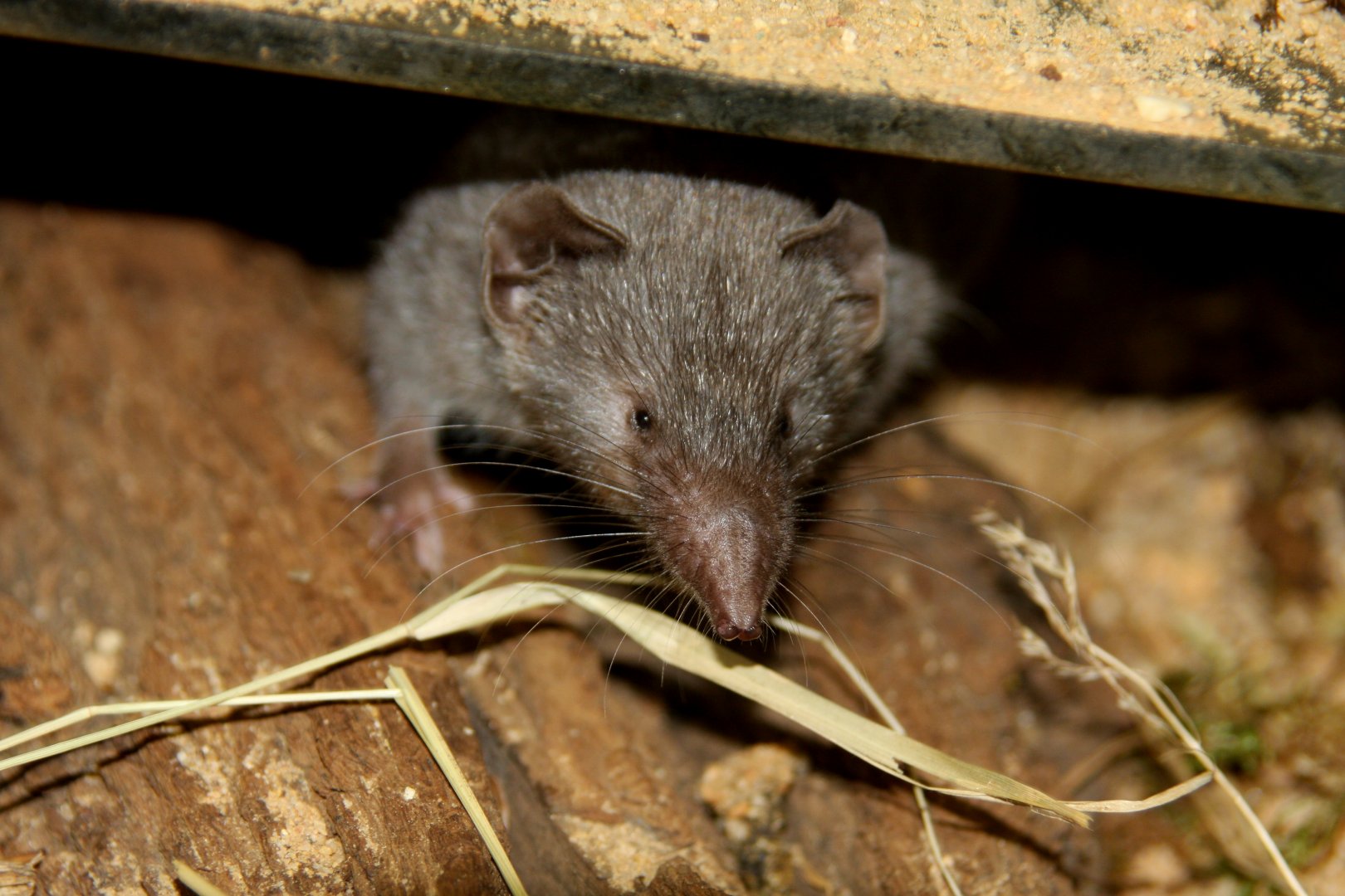Indian musk or Asian house shrew (Suncus murinus) 2010