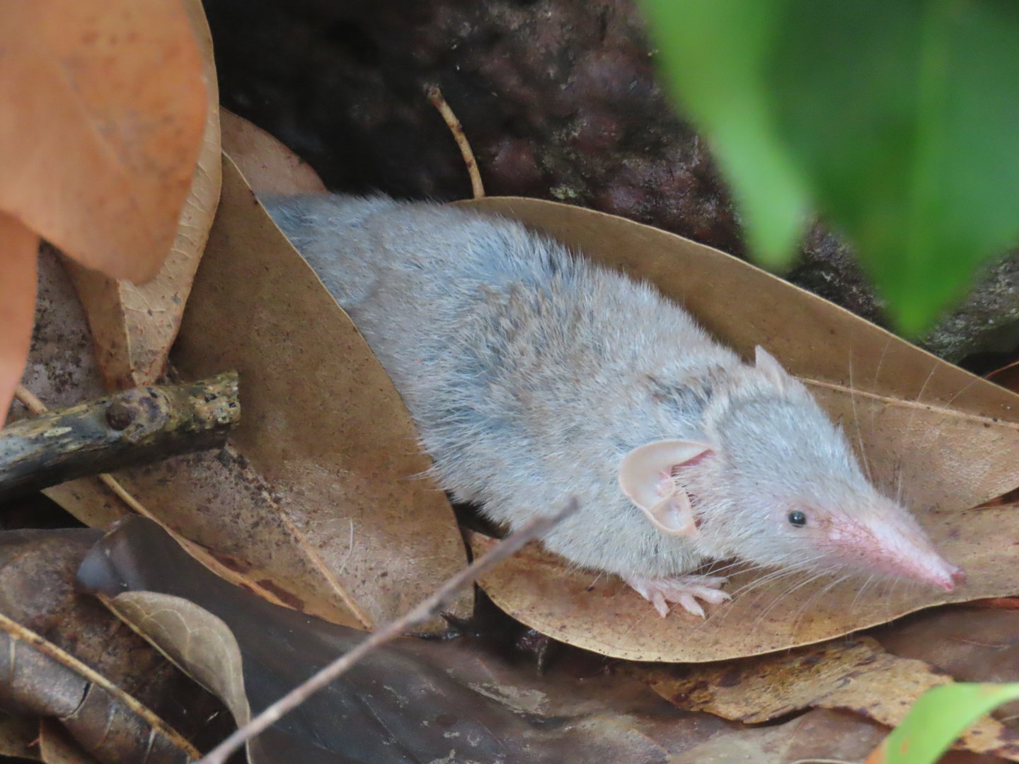 indian musk shrew