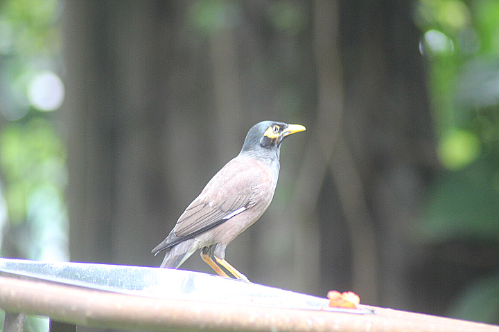 Indian myna (Acridotheres tristis tristis)