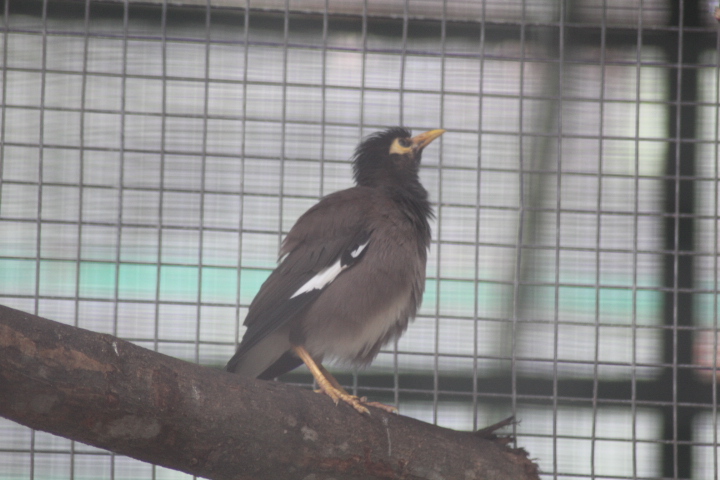 Indian myna (Acridotheres tristis tristis)