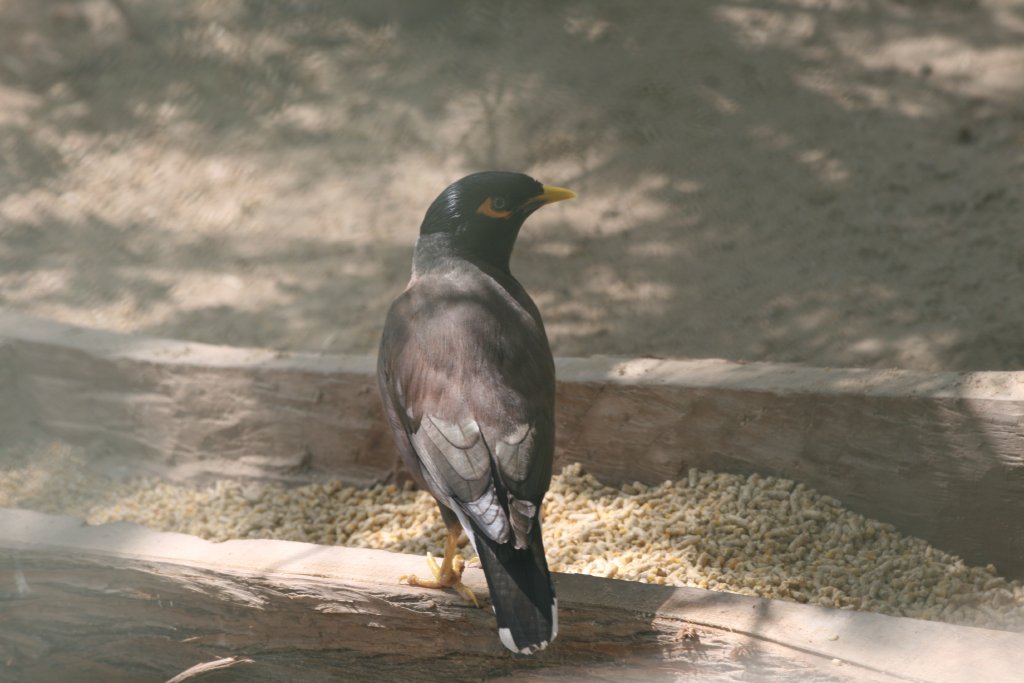 Indian Mynah