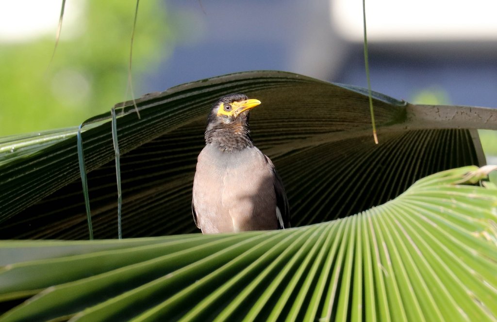Indian Mynah
