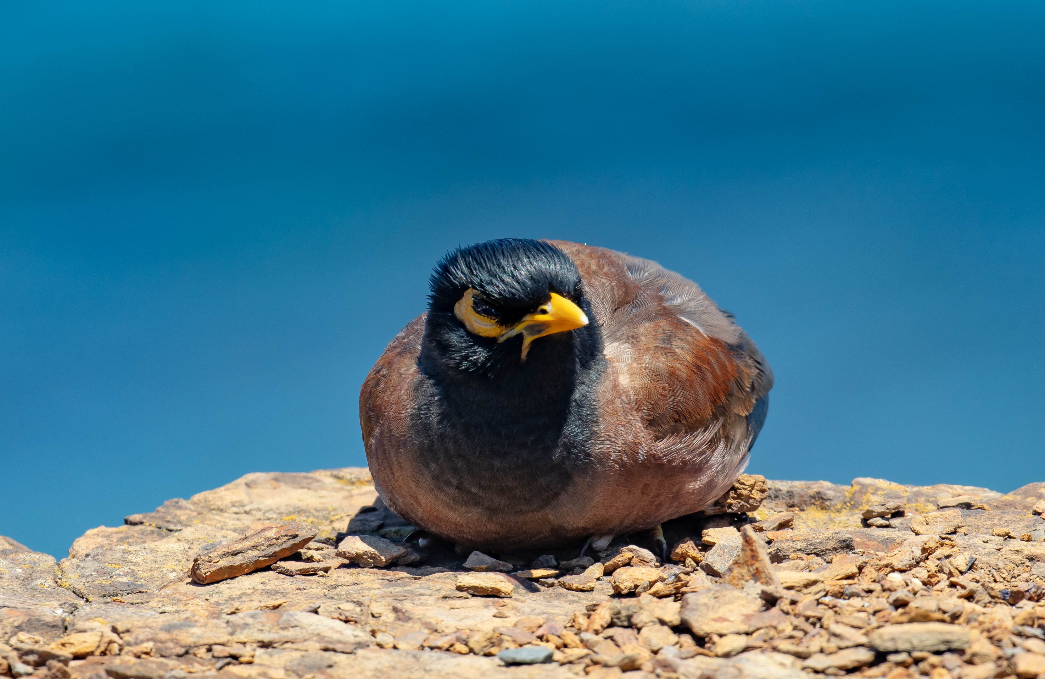 Indian Mynah