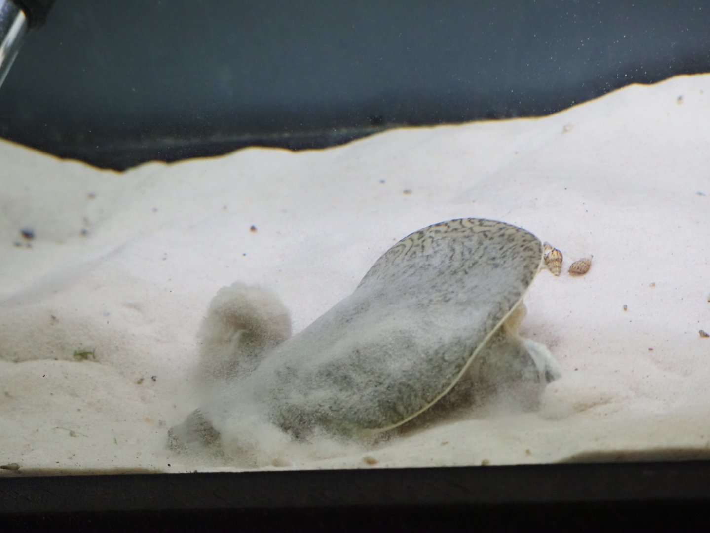 Indian Narrow-Headed Softshell Turtle 1