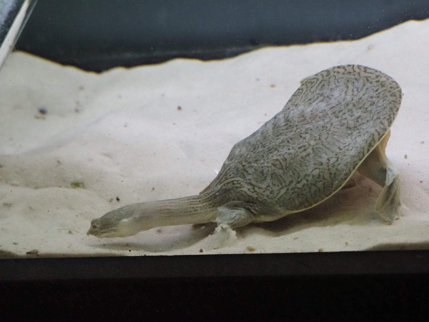 Indian Narrow-Headed Softshell Turtle 2
