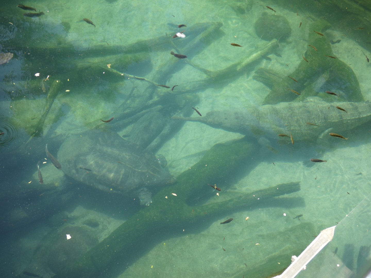 Indian Narrow-Headed Softshell Turtle and gharial