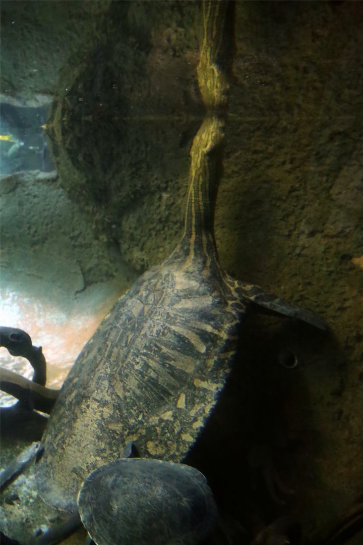 Indian narrow-headed softshell turtle (Chitra indica), December 2015