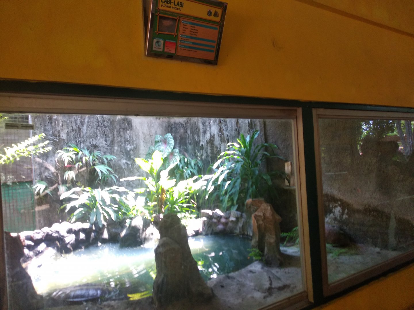 Indian narrow-headed softshell turtle (Chitra indica) exhibit