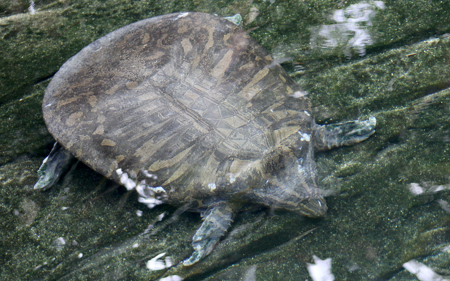 Indian Narrow-Headed Softshell Turtle (Chitra indica)