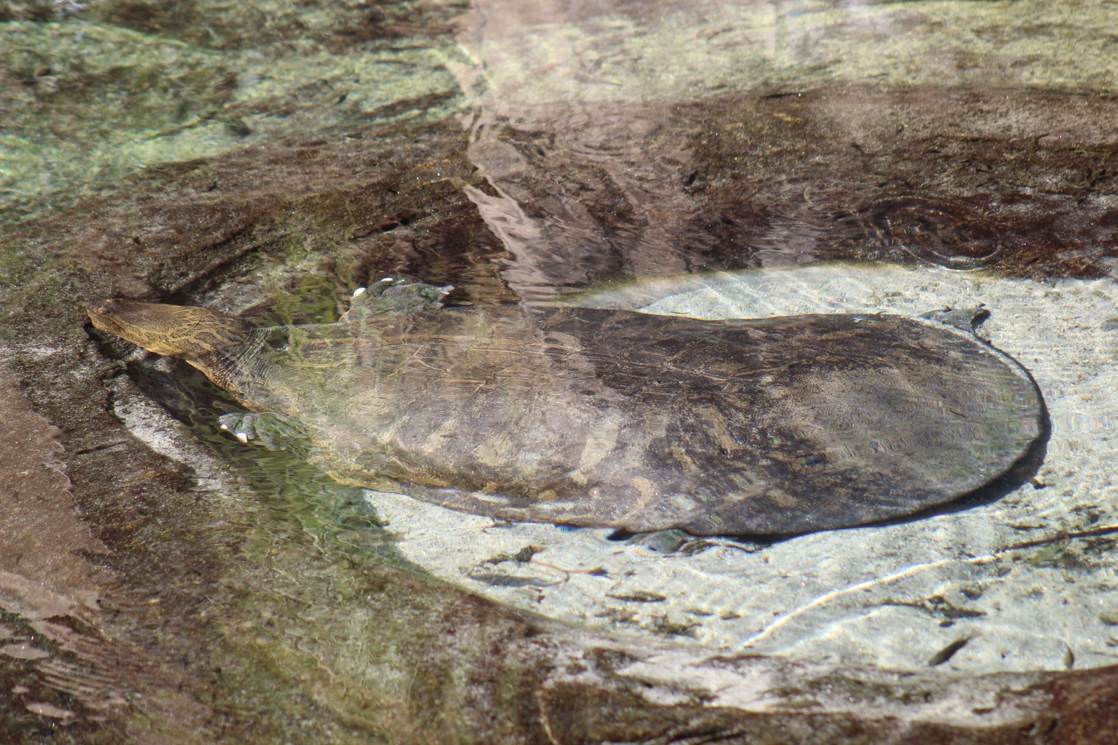 Indian Narrow-Headed Softshell Turtle