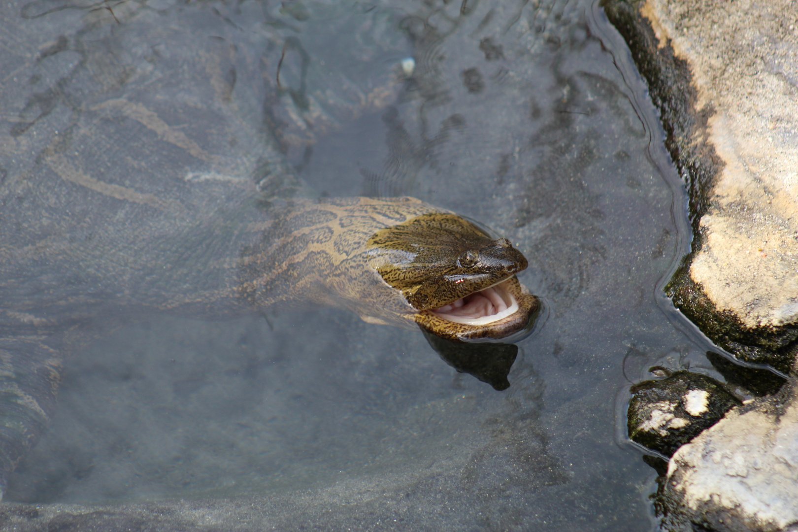 Indian Narrow-Headed Softshell Turtle
