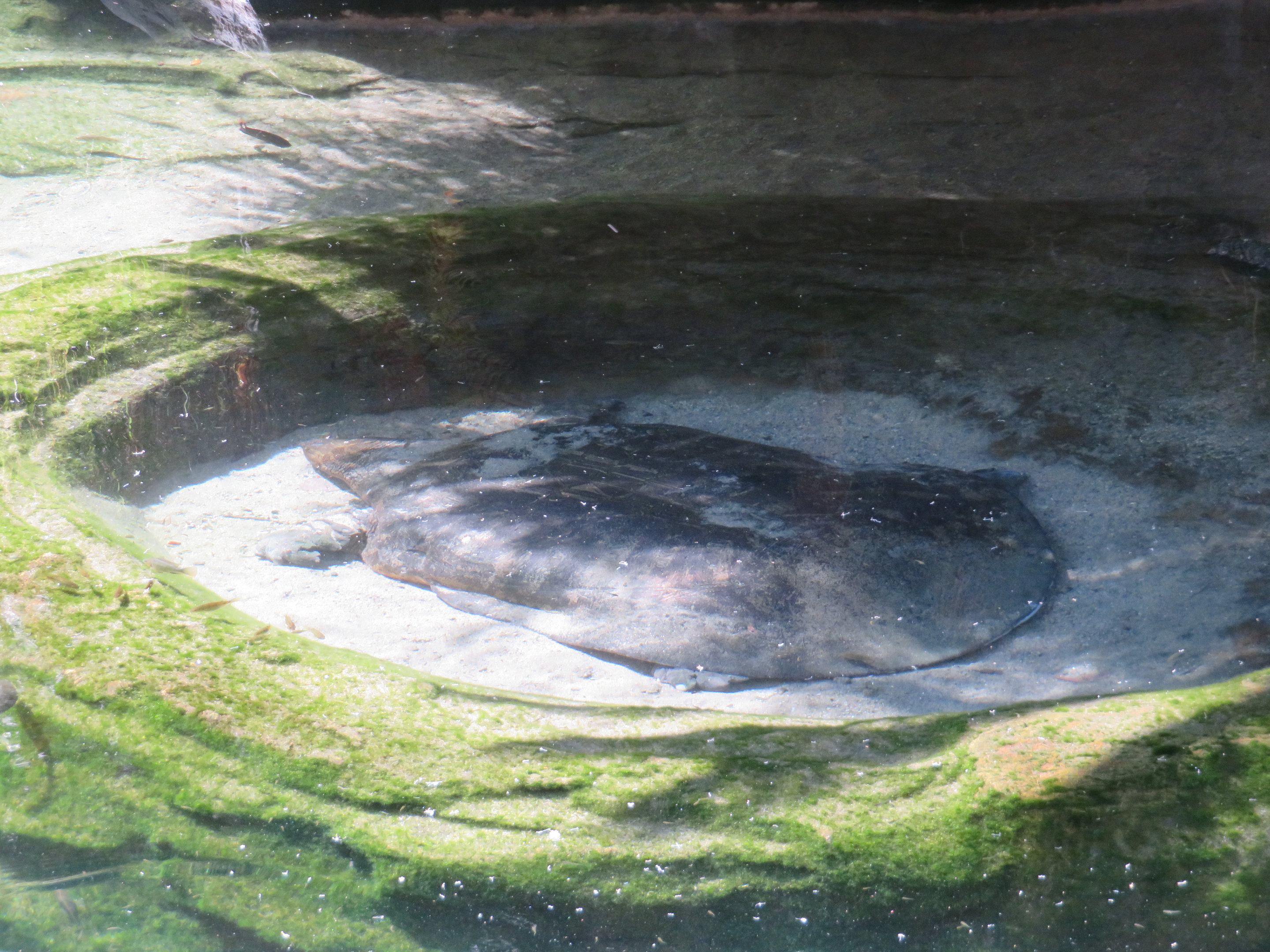 Indian Narrow-headed Softshell Turtle