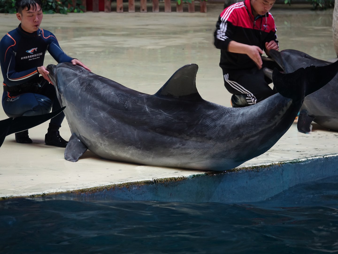 (Indian Ocean bottlenose dolphin (Tursiops aduncus) - 16.04.2018
