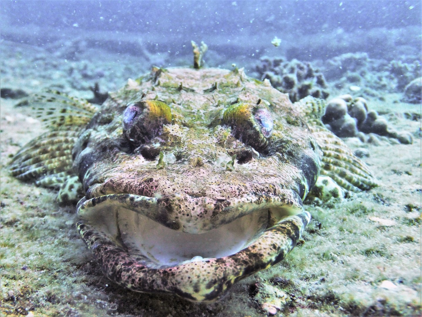 Indian ocean crocodilefish