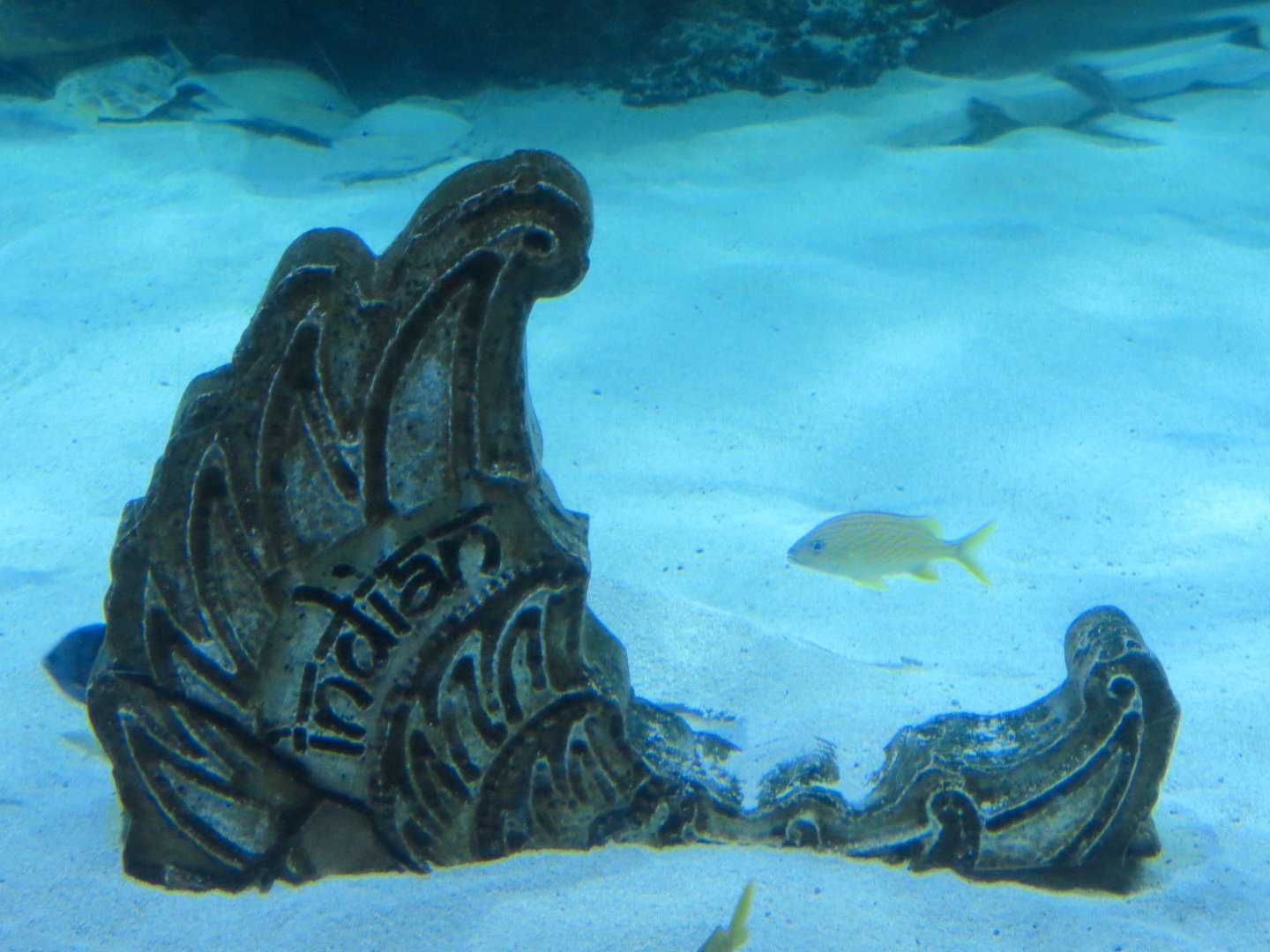 Indian Ocean Exhibit