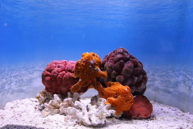 Indian Ocean Gallery - anglerfishs