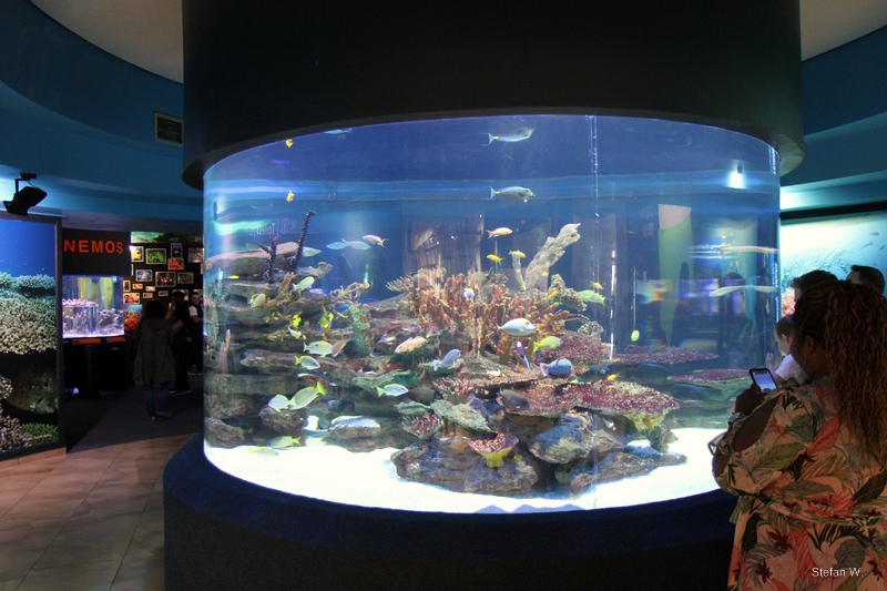 Indian Ocean Gallery - Coral reef