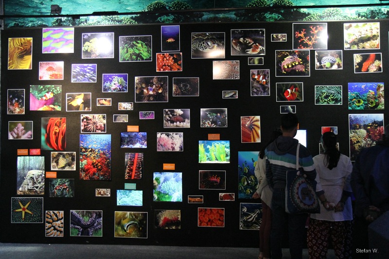 Indian Ocean Gallery - Evolution Wall