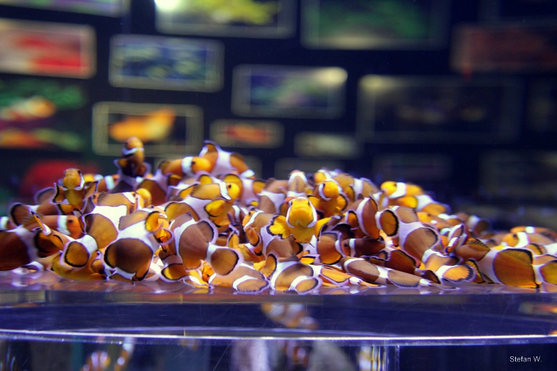 Indian Ocean Gallery - mass storage of Nemos