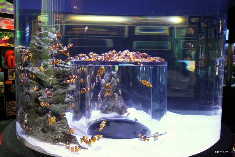 Indian Ocean Gallery - Nemos