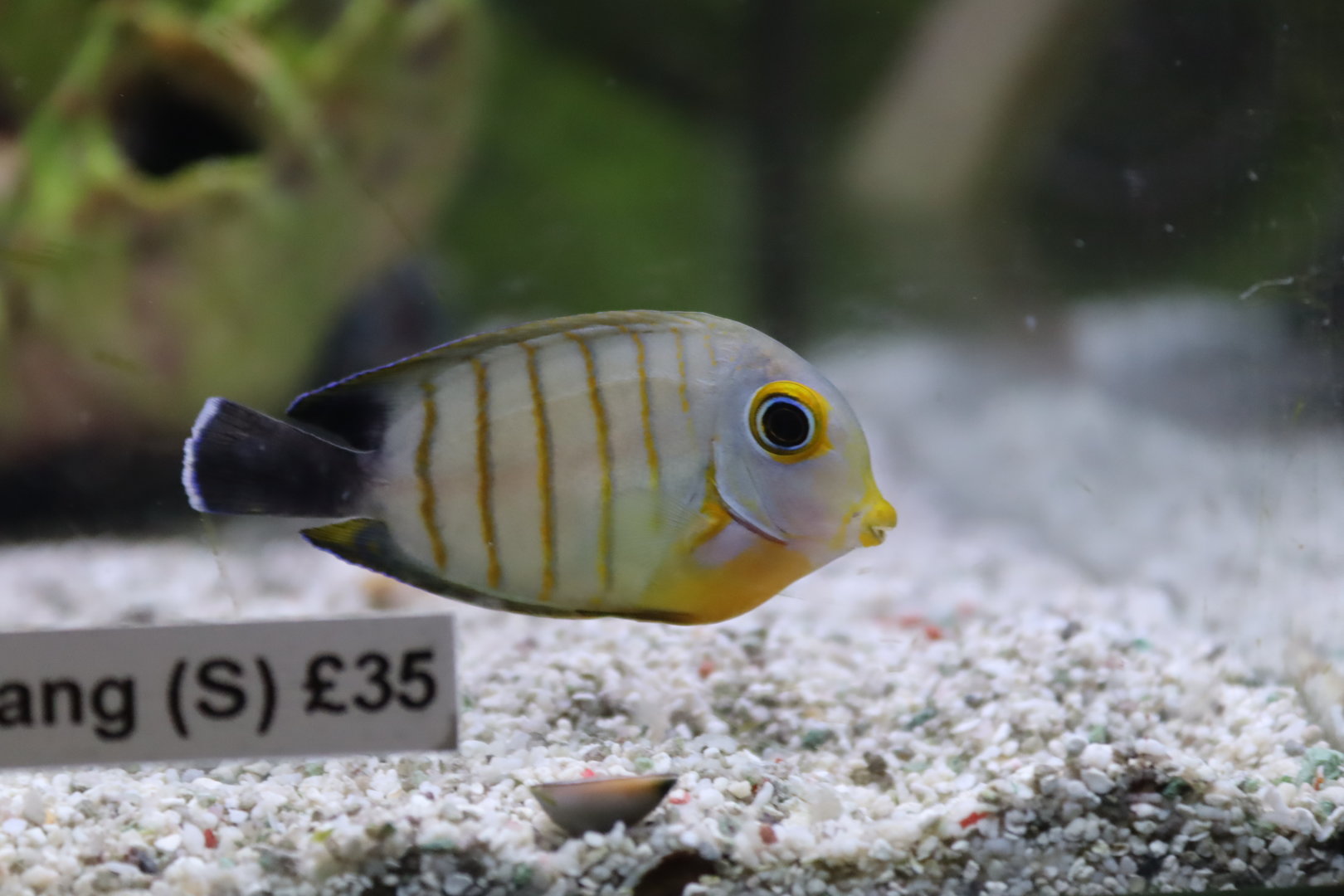 Indian Ocean mimic surgeonfish (Acanthurus tristis)