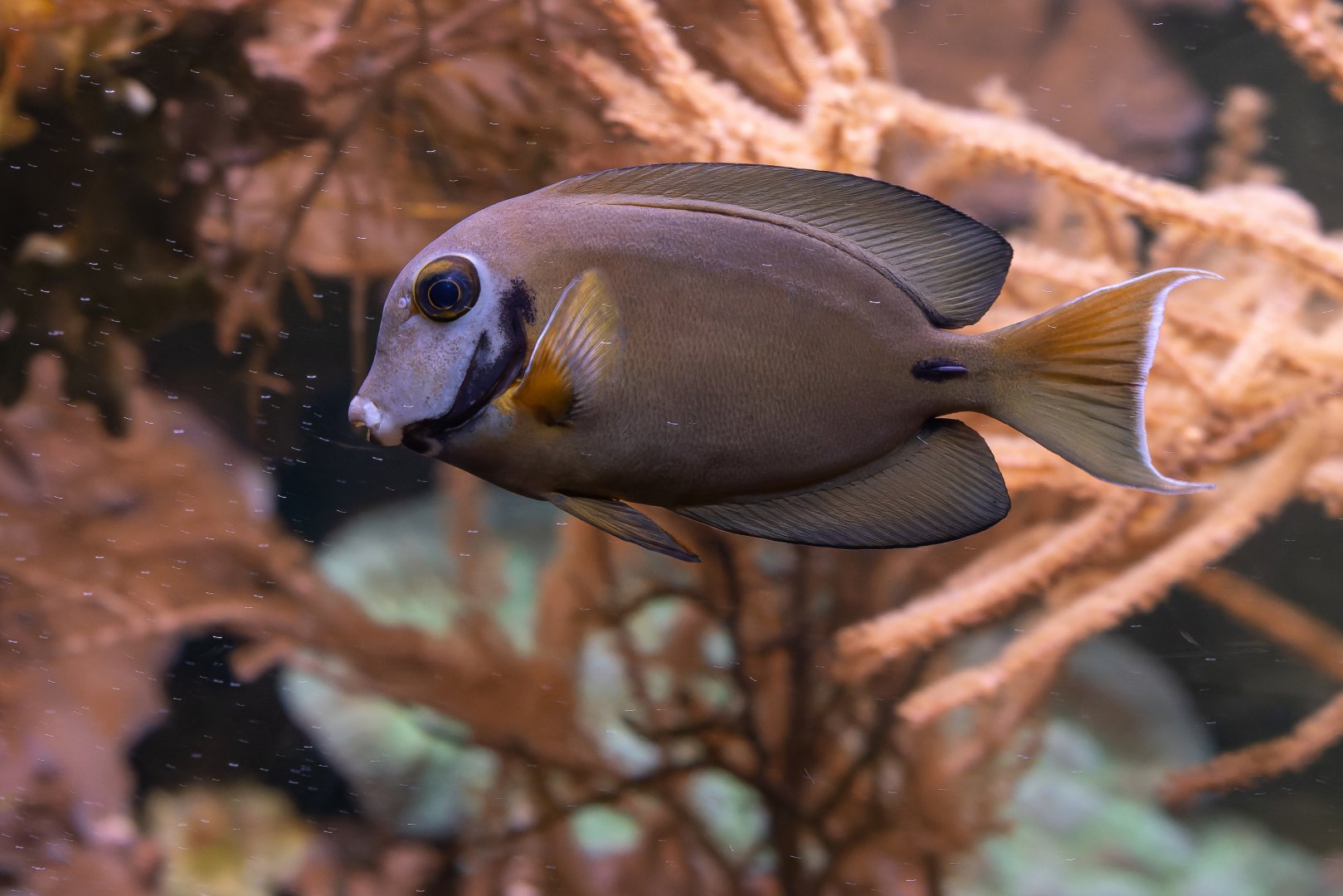Indian Ocean mimic surgeonfish (Acanthurus tristis)