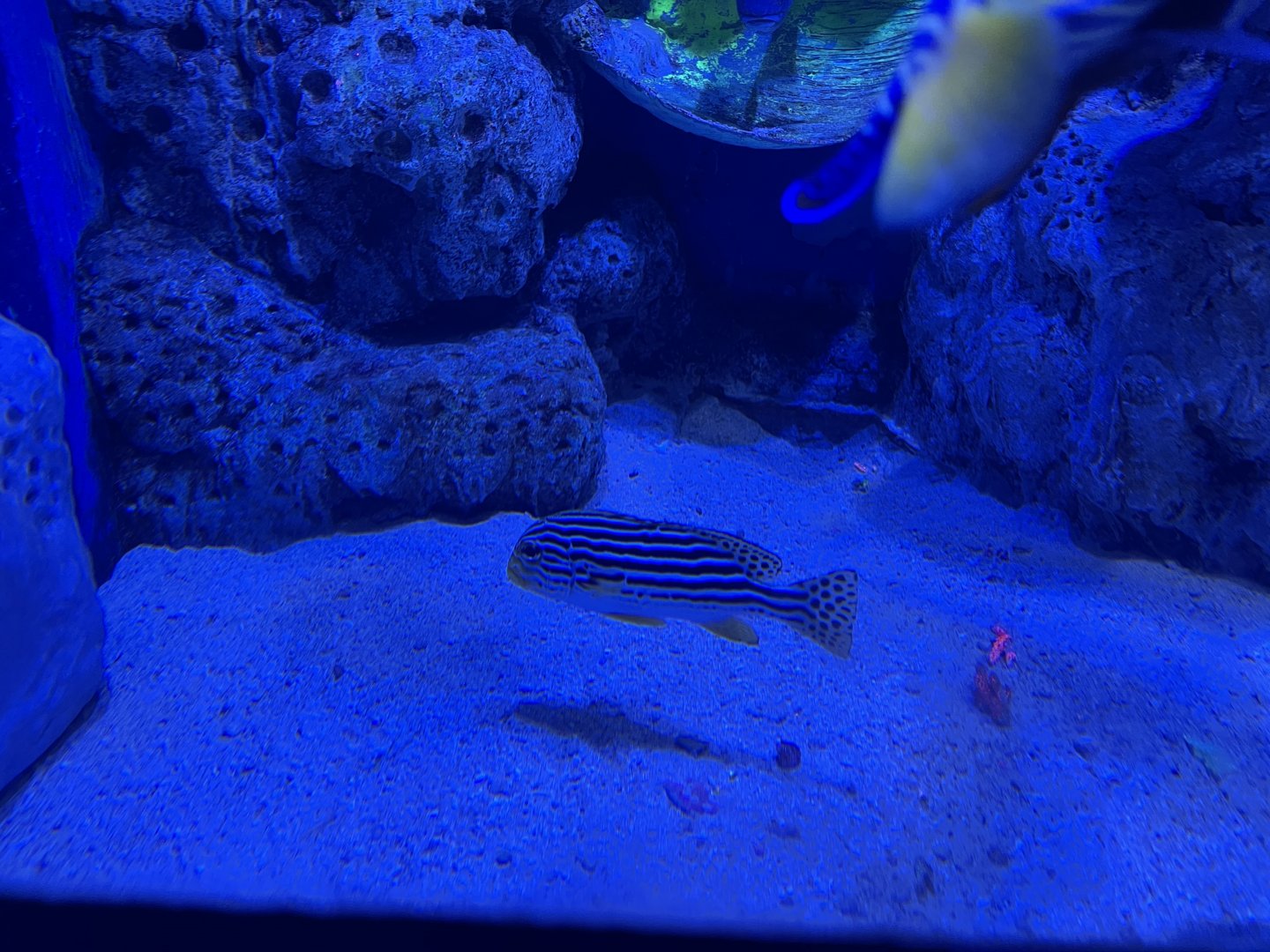 indian ocean oriental sweetlips (plectorhinchus vittatus) - BX Sea