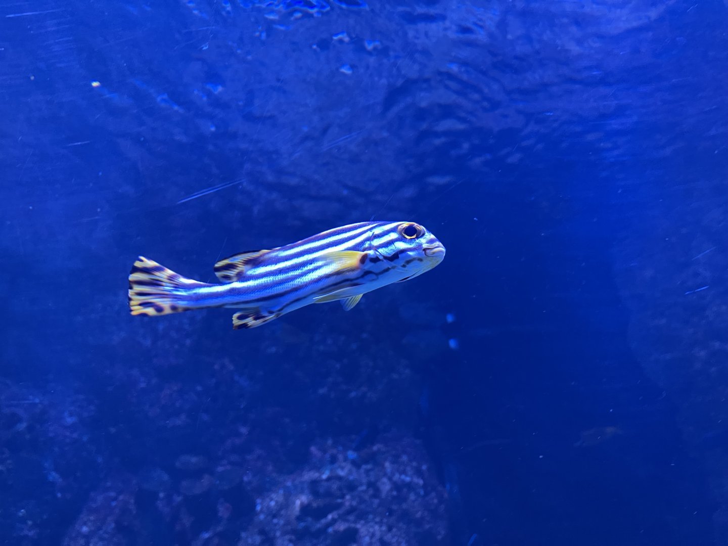 indian ocean oriental sweetlips (plectorhinchus vittatus)