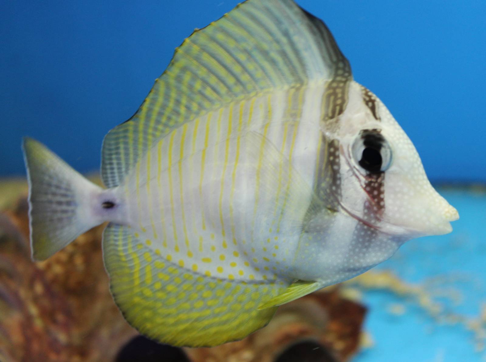 Indian Ocean sailfin tang