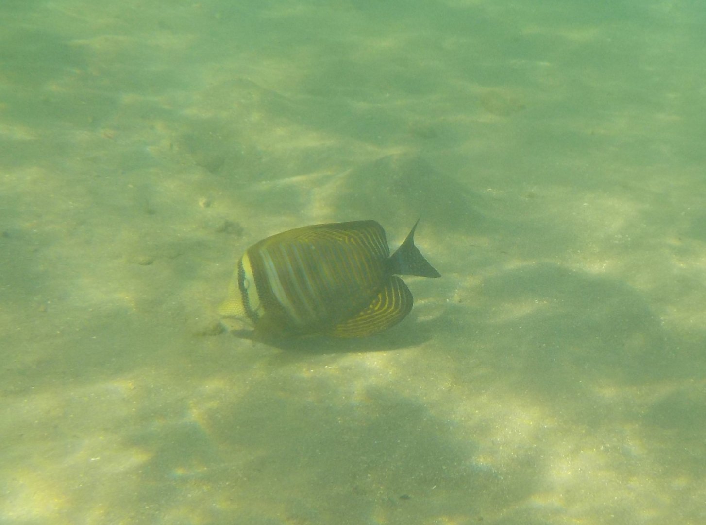 Indian Ocean sailfin tang