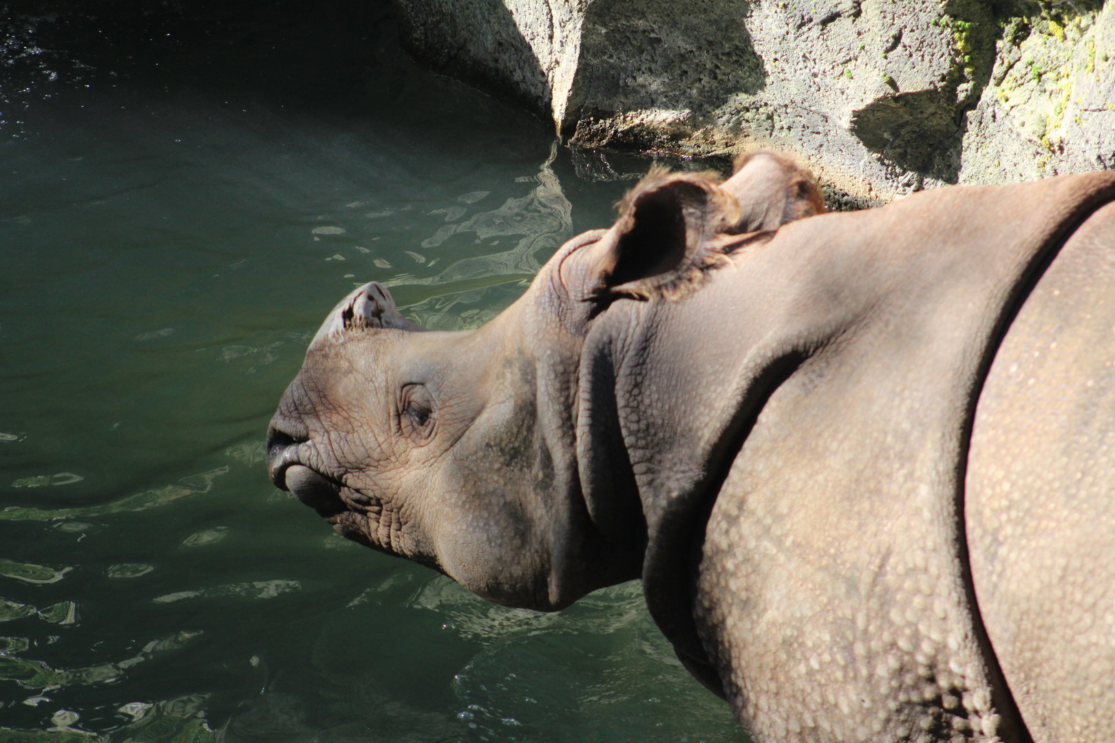 Indian one-horned rhinoceros - Predators of Asia & Africa