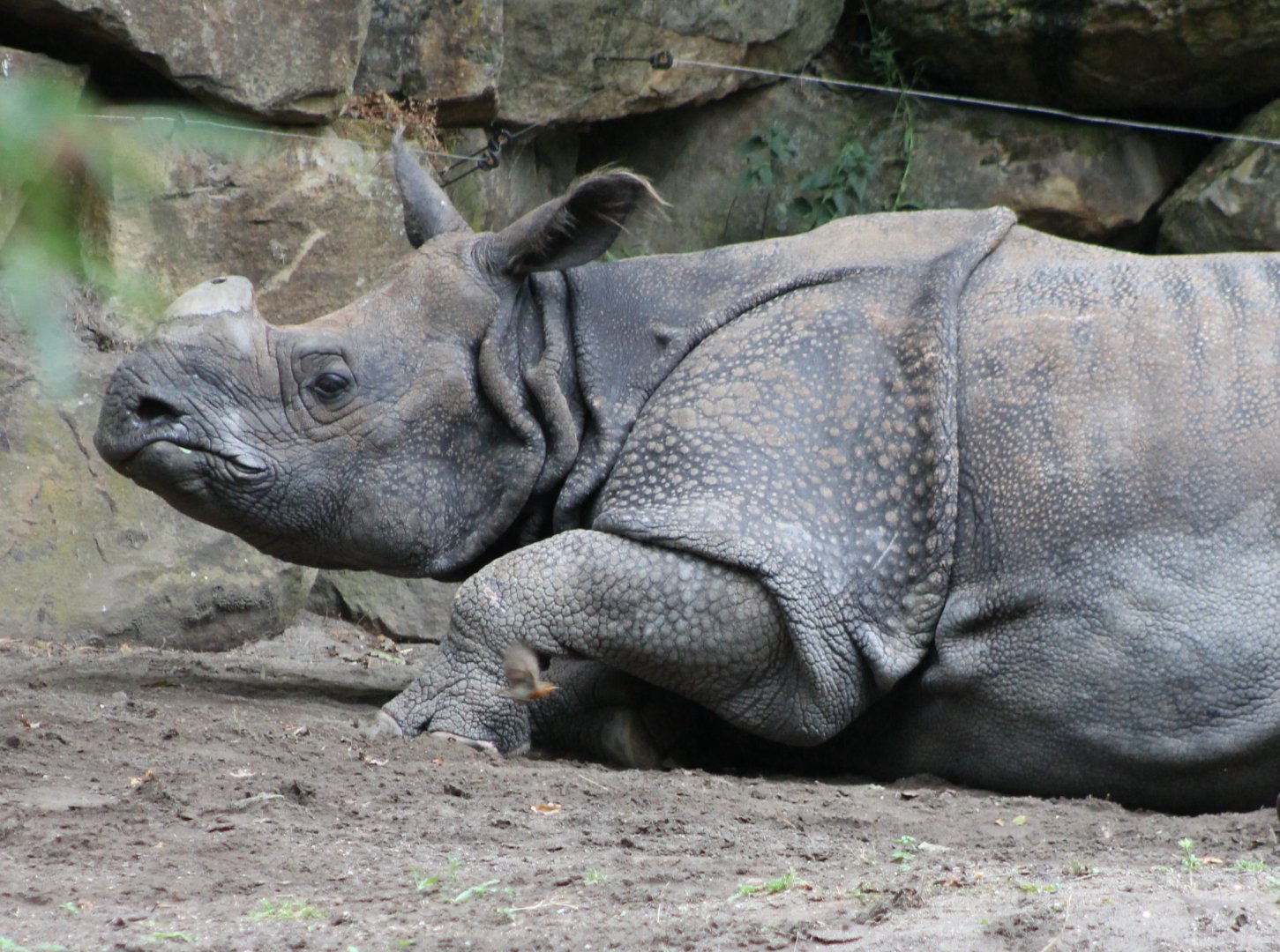 Indian one-horned rhinoceros