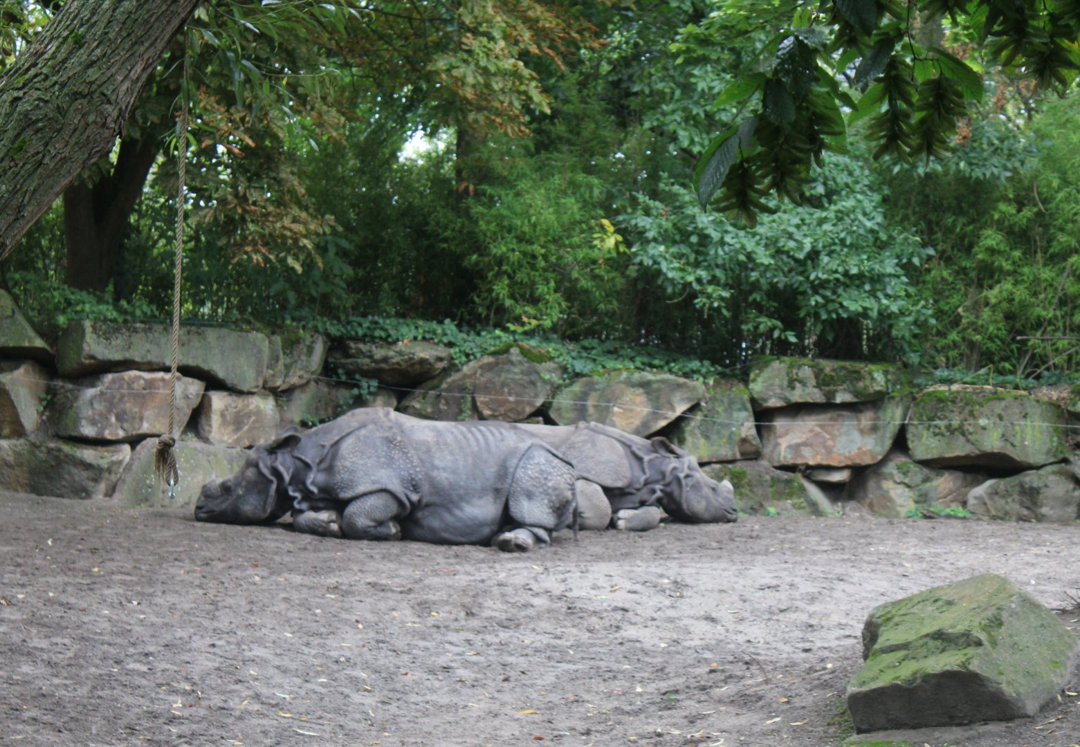 Indian one-horned rhinocerosses