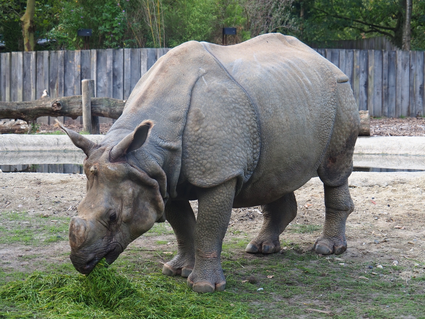Indian or great one-horned rhinoceros (Rhinoceros unicornis) eating grass