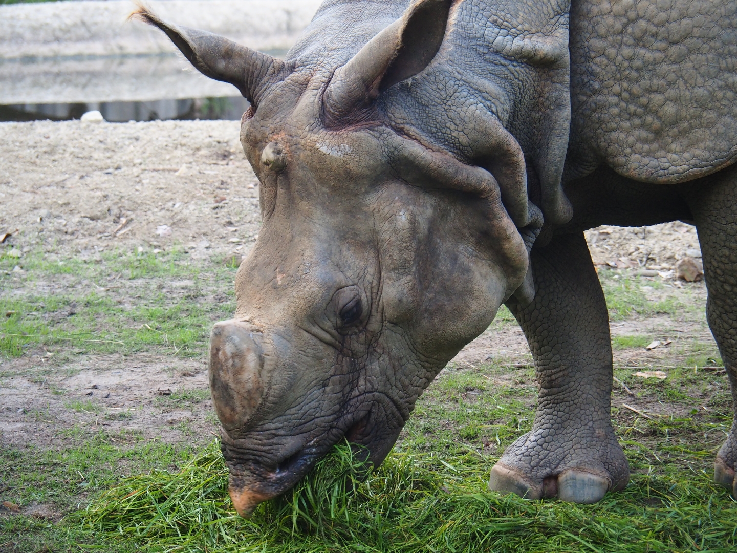 Indian or great one-horned rhinoceros (Rhinoceros unicornis) eating grass