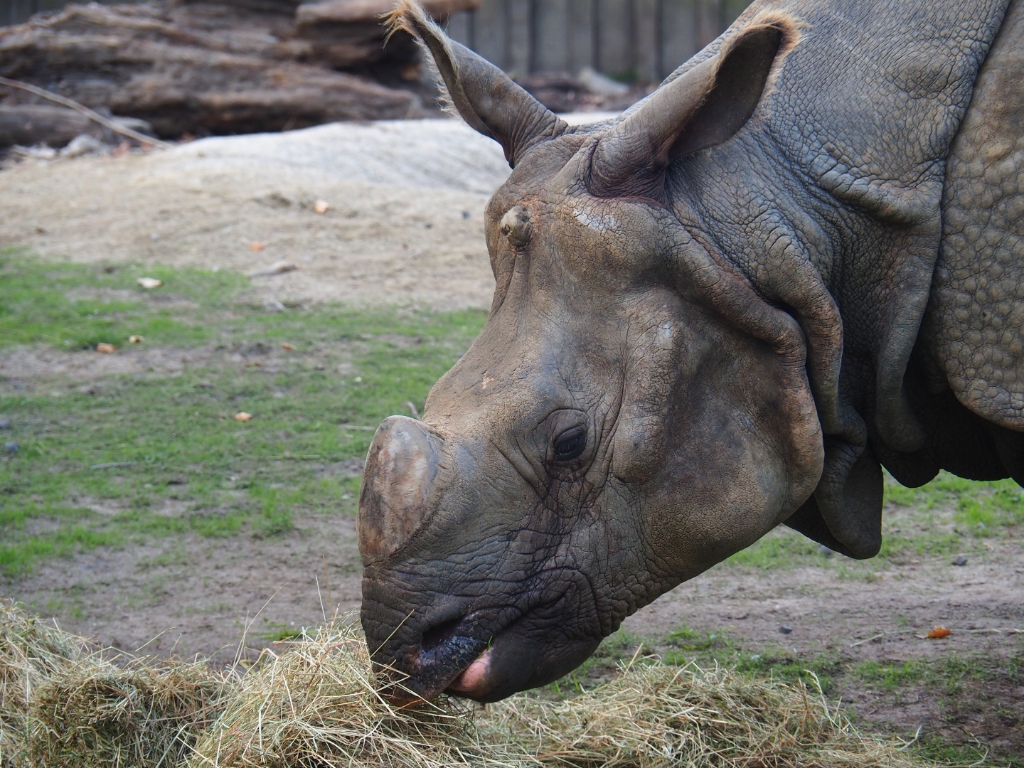 Indian or great one-horned rhinoceros (Rhinoceros unicornis) eating hay