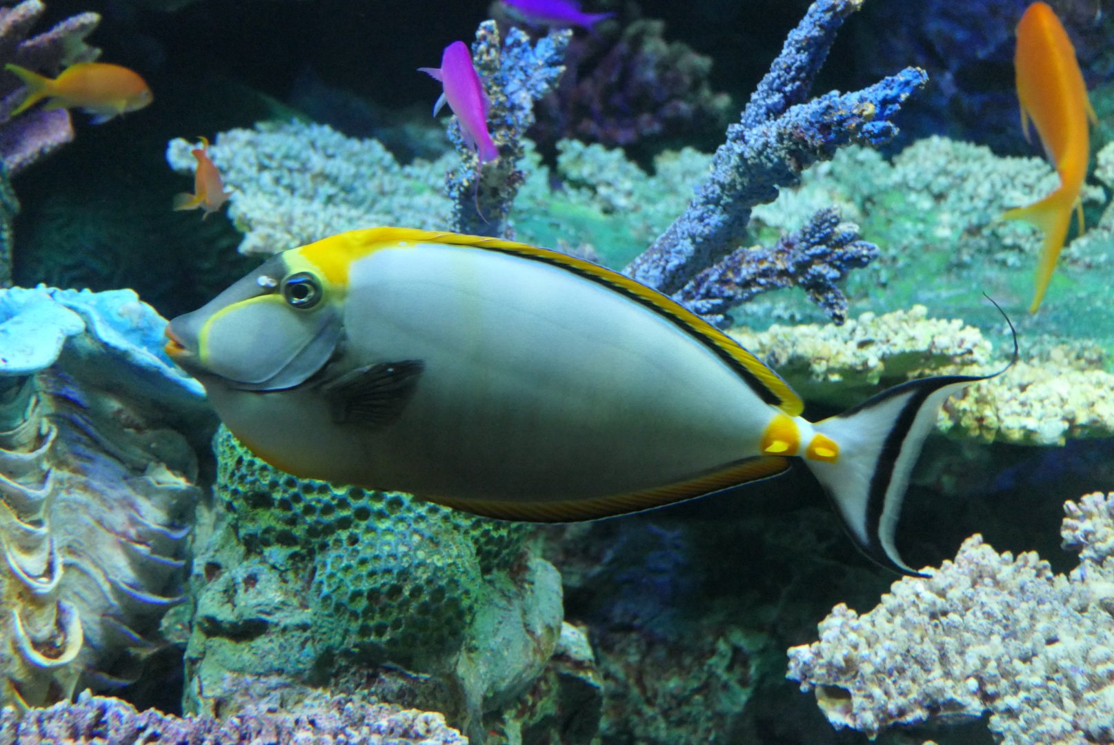 Indian Orangespine Unicornfish (Naso elegans)