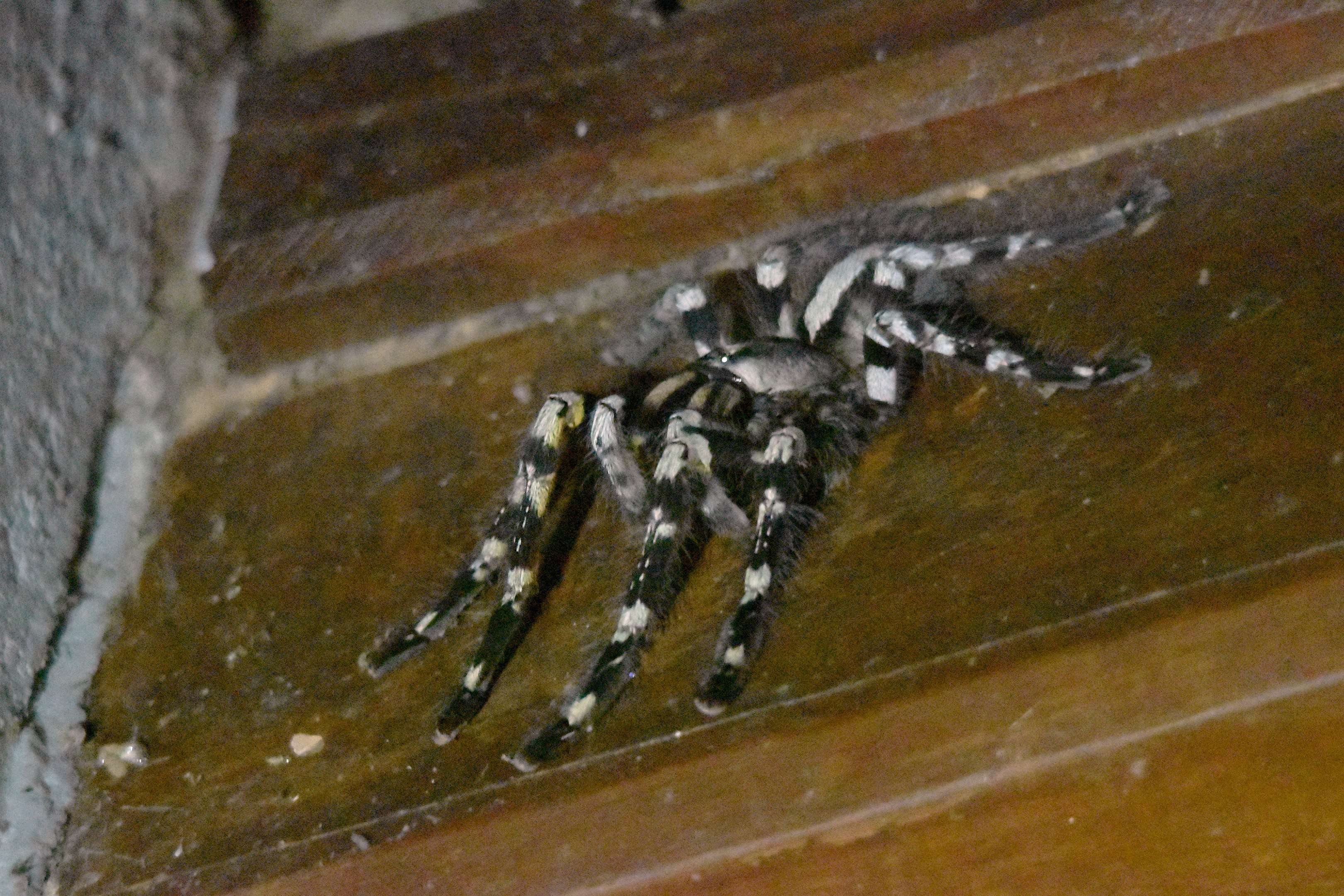 Indian Ornamental Spider, Kabini River Lodge, 21st November 2024