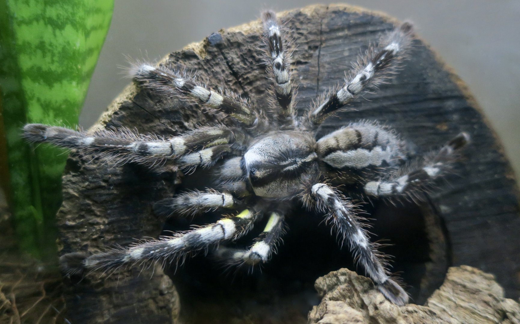 Indian Ornamental Tarantula (Poecilotheria regalis)