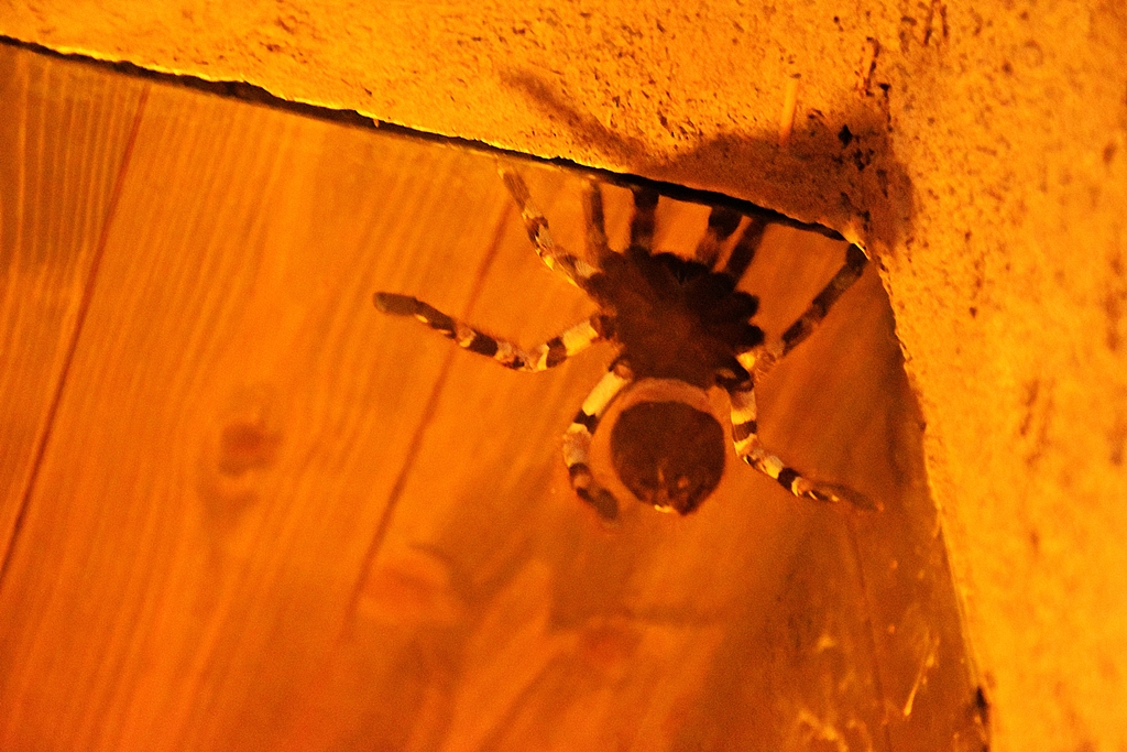 Indian ornamental tree spider