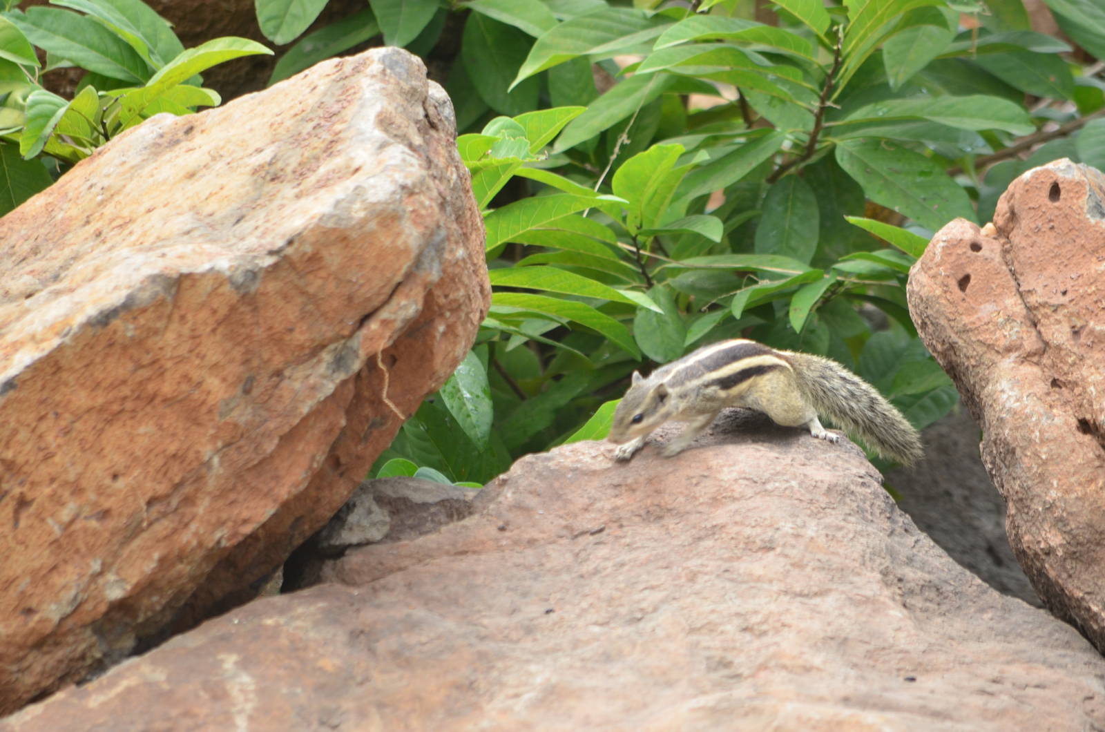 Indian Palm Squirrel