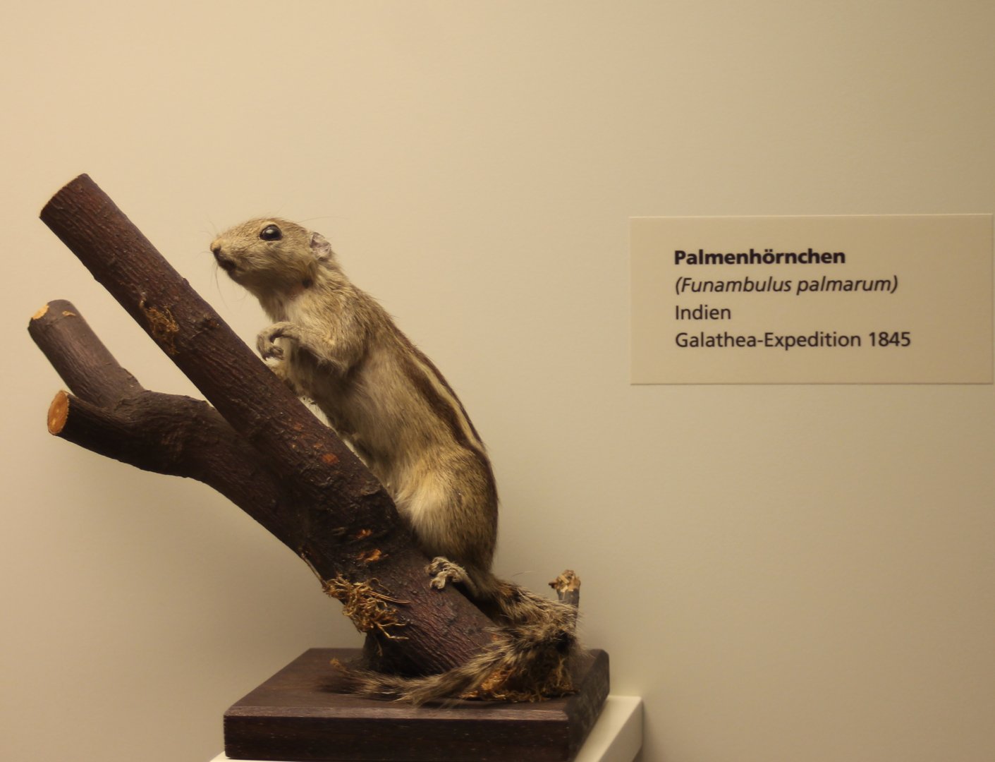 Indian palm squirrel