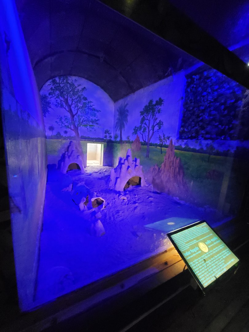 Indian Pangolin Exhibit - January 2023