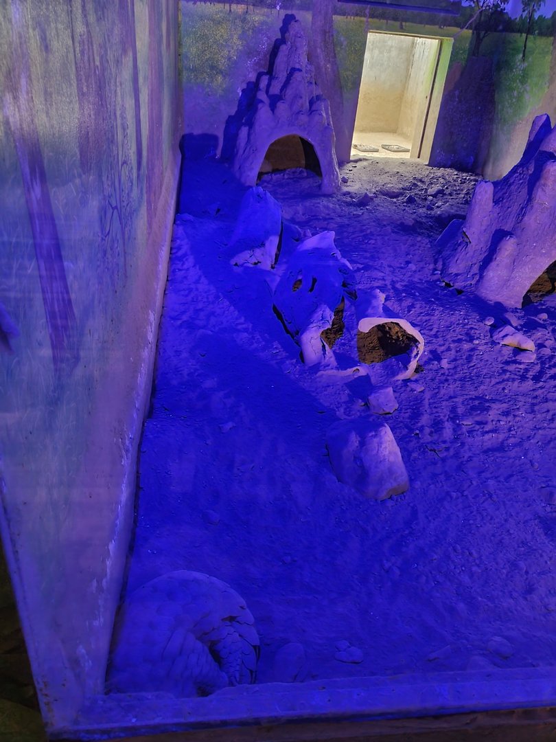 Indian Pangolin - January 2023