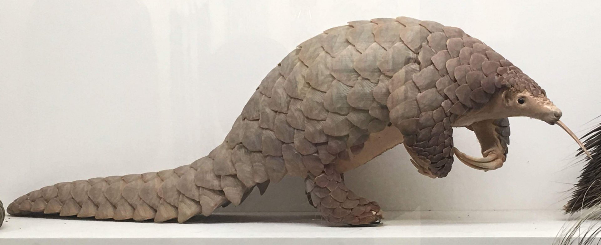 Indian pangolin (Manis crassicaudata)